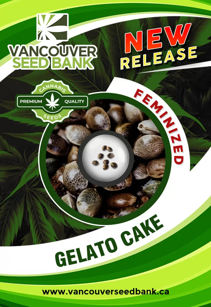 Gelato Cake Strain Feminized Marijuana Seeds | Vancouver Seed Bank