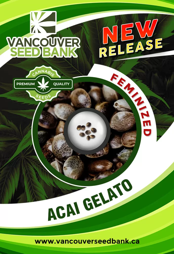 Acai Gelato Strain Feminized