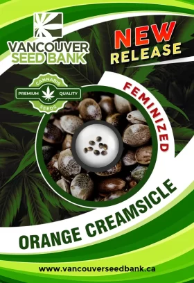Orange Creamsicle Strain Feminized