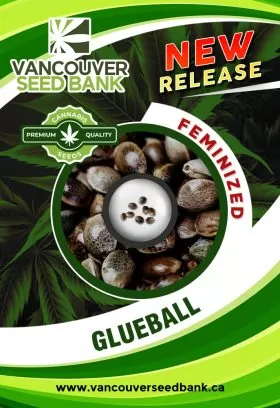 Glueball Strain Feminized