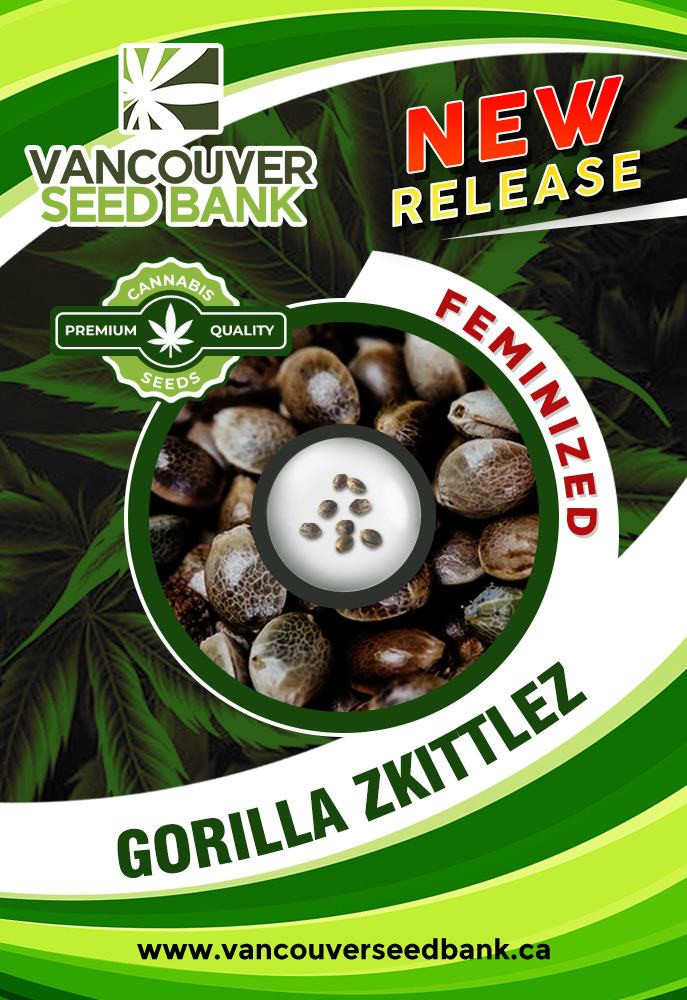 Gorilla Zkittlez Strain Feminized