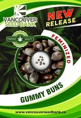 Gummy Buns Strain Feminized