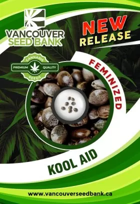 Kool Aid Strain Feminized