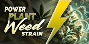 Power Plant Weed Strain