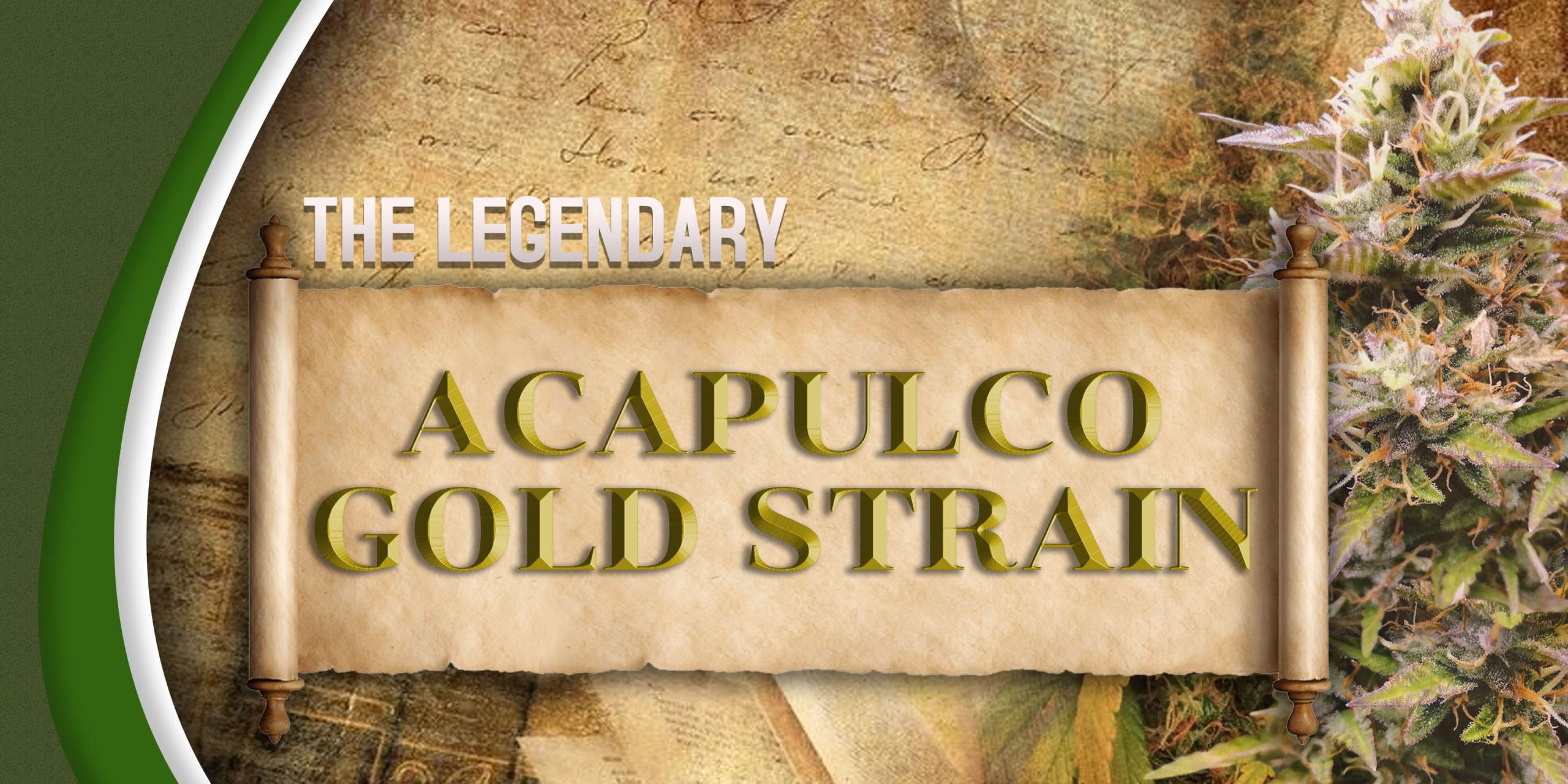 The Legendary Acapulco Gold Strain | Vancouver Seed Bank