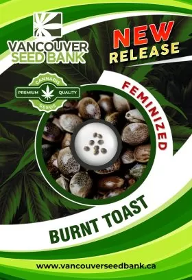 Burnt Toast Strain Feminized