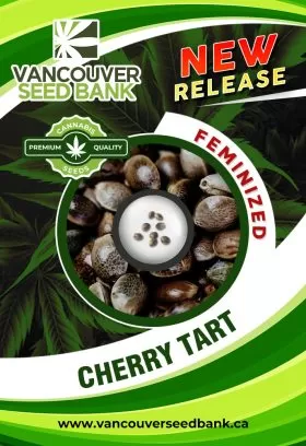 Cherry Tart Strain Feminized