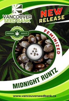 Midnight Runtz Strain Feminized