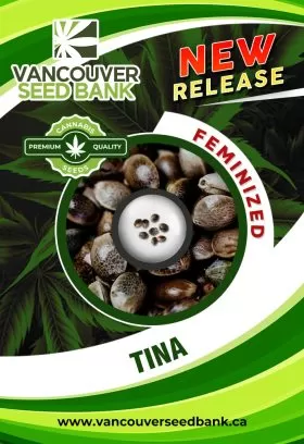 Tina Strain Feminized