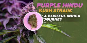 Purple Hindu Kush Strain A Blissful Indica Journey