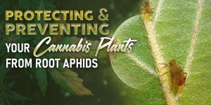 Preventing & Protecting Your Cannabis Plants From Root Aphids