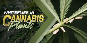 Whiteflies In Cannabis Plants