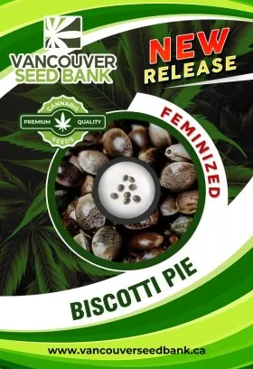 Biscotti Pie Strain Feminized Marijuana Seeds Introducing the Biscotti Pie Strain Feminized Marijuana Seeds, a delectable fusion of Biscotti and Cherry Pie that boasts a robust THC content of 21% and a CBD level of over 1%. This Indica-Dominant Hybrid is perfect for those seeking a rich and relaxing experience, ideal for unwinding after a long day. The Biscotti Pie Strain has a flowering time of 8-9 weeks. For those interested in cultivating their own Biscotti Pie strain, Vancouver Seed Bank is your go-to source for high-quality seeds. As one of the best cannabis dispensaries in Canada, they offer a wide selection of premium cannabis seeds, including Biscotti Pie Strain. Visit their website today to explore their extensive collection and start your journey toward growing this exceptional strain! Cultivation Guide Growing the Biscotti Pie strain can be an enjoyable and rewarding experience for both novice and experienced cultivators. Thriving in a Mediterranean climate, this strain is well-suited for indoor and outdoor cultivation. When grown indoors, Biscotti Pie Strain typically reaches a height of 5-8 feet, making it manageable for most grow spaces. Proper training techniques, such as topping and low-stress training, can help control its height while maximizing yields. With a flowering time of approximately 8-9 weeks, Biscotti Pie Strain is relatively quick to mature. Growers can expect to harvest their crop around mid-October, making it a convenient option for those looking to cultivate cannabis during the fall season. Indoor yields typically range from 250-300g per square meter, while outdoor growers can anticipate 350-400g per plant. To achieve optimal yields, it’s essential to maintain proper environmental conditions, including temperature, humidity, and light exposure. For outdoor cultivation, ensure that the Biscotti Pie Strain receives plenty of sunlight and protection from harsh weather conditions. Regular monitoring for pests and diseases will help maintain plant health and promote a successful harvest. With the right care and attention, Biscotti Pie Strain can produce a bountiful yield, providing growers with an abundant supply of this flavorful and potent strain. THC CBD Content, and Effects The Biscotti Pie Strain is a unique blend of Biscotti and Cherry Pie, resulting in a strain that is both flavorful and effective. With a THC content of 21% and a CBD level exceeding 1%, it offers a potent yet balanced experience that appeals to a wide range of users. The Biscotti Pie Strain is primarily indica, which means users can expect a body high that is both relaxing and calming, making it an ideal choice for evening use or moments of relaxation. Biscotti Pie Strain is well-regarded for its ability to induce a sense of euphoria while providing a soothing effect on the body. This makes it a popular choice for those seeking relief from stress, anxiety, and insomnia. Users often report feeling blissfully relaxed, allowing them to unwind and enjoy their evenings in comfort. Additionally, the strain's unique flavor profile, characterized by sweet and fruity notes, adds to its appeal, making it a pleasure to smoke. Biscotti Pie Strain Feminized Marijuana Seeds Introducing the Biscotti Pie Strain Feminized Marijuana Seeds, a delectable fusion of Biscotti and Cherry Pie that boasts a robust THC content of 21% and a CBD level of over 1%. This Indica-Dominant Hybrid is perfect for those seeking a rich and relaxing experience, ideal for unwinding after a long day. The Biscotti Pie Strain has a flowering time of 8-9 weeks. For those interested in cultivating their own Biscotti Pie strain, Vancouver Seed Bank is your go-to source for high-quality seeds. As one of the best cannabis dispensaries in Canada, they offer a wide selection of premium cannabis seeds, including Biscotti Pie Strain. Visit their website today to explore their extensive collection and start your journey toward growing this exceptional strain! Cultivation Guide Growing the Biscotti Pie strain can be an enjoyable and rewarding experience for both novice and experienced cultivators. Thriving in a Mediterranean climate, this strain is well-suited for indoor and outdoor cultivation. When grown indoors, Biscotti Pie Strain typically reaches a height of 5-8 feet, making it manageable for most grow spaces. Proper training techniques, such as topping and low-stress training, can help control its height while maximizing yields. With a flowering time of approximately 8-9 weeks, Biscotti Pie Strain is relatively quick to mature. Growers can expect to harvest their crop around mid-October, making it a convenient option for those looking to cultivate cannabis during the fall season. Indoor yields typically range from 250-300g per square meter, while outdoor growers can anticipate 350-400g per plant. To achieve optimal yields, it’s essential to maintain proper environmental conditions, including temperature, humidity, and light exposure. For outdoor cultivation, ensure that the Biscotti Pie Strain receives plenty of sunlight and protection from harsh weather conditions. Regular monitoring for pests and diseases will help maintain plant health and promote a successful harvest. With the right care and attention, Biscotti Pie Strain can produce a bountiful yield, providing growers with an abundant supply of this flavorful and potent strain. THC CBD Content, and Effects The Biscotti Pie Strain is a unique blend of Biscotti and Cherry Pie, resulting in a strain that is both flavorful and effective. With a THC content of 21% and a CBD level exceeding 1%, it offers a potent yet balanced experience that appeals to a wide range of users. The Biscotti Pie Strain is primarily indica, which means users can expect a body high that is both relaxing and calming, making it an ideal choice for evening use or moments of relaxation. Biscotti Pie Strain is well-regarded for its ability to induce a sense of euphoria while providing a soothing effect on the body. This makes it a popular choice for those seeking relief from stress, anxiety, and insomnia. Users often report feeling blissfully relaxed, allowing them to unwind and enjoy their evenings in comfort. Additionally, the strain's unique flavor profile, characterized by sweet and fruity notes, adds to its appeal, making it a pleasure to smoke. Biscotti Pie Strain Feminized