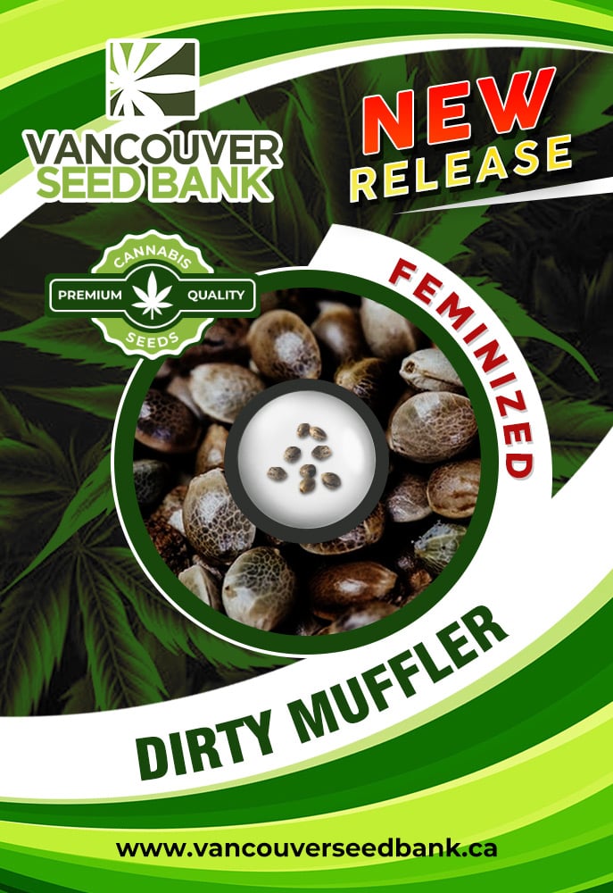 Dirty Muffler Strain Feminized