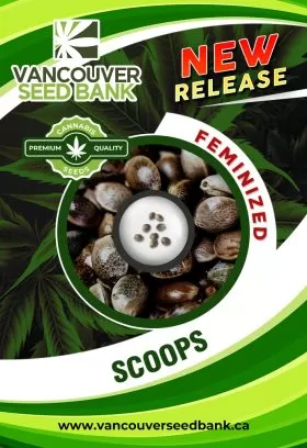 Scoops Strain Feminized