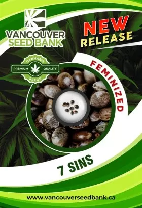 7 Sins Strain Feminized