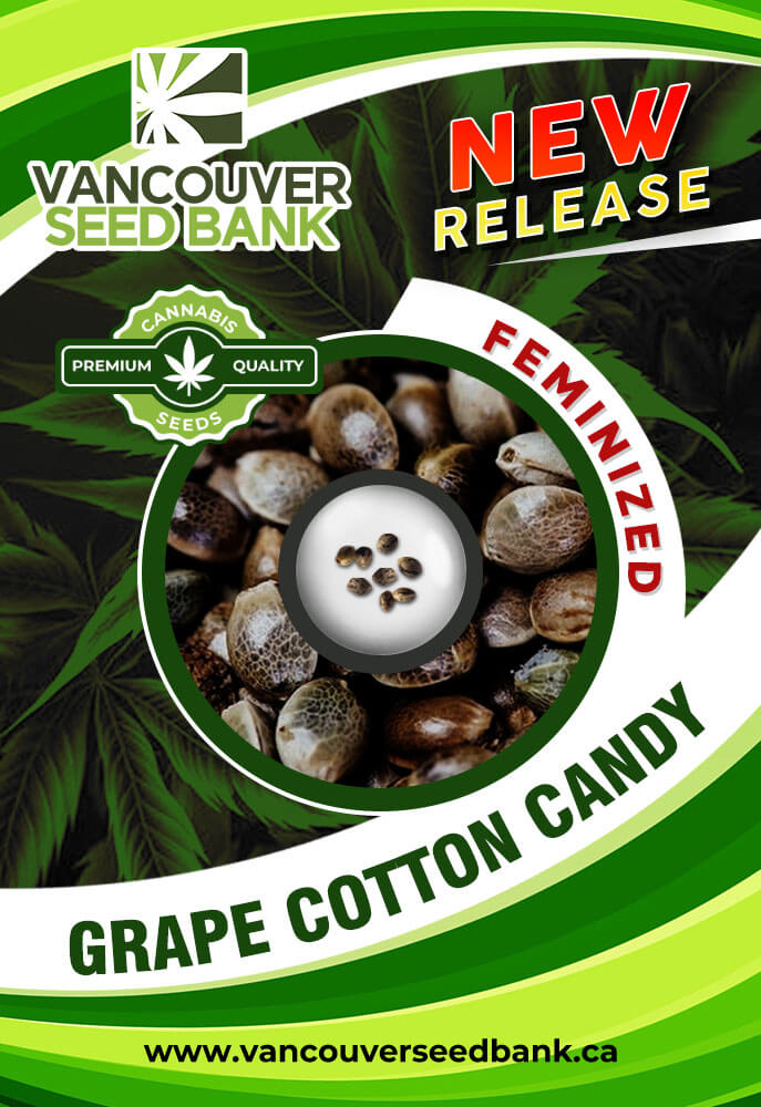 Grape Cotton Candy Strain Feminized