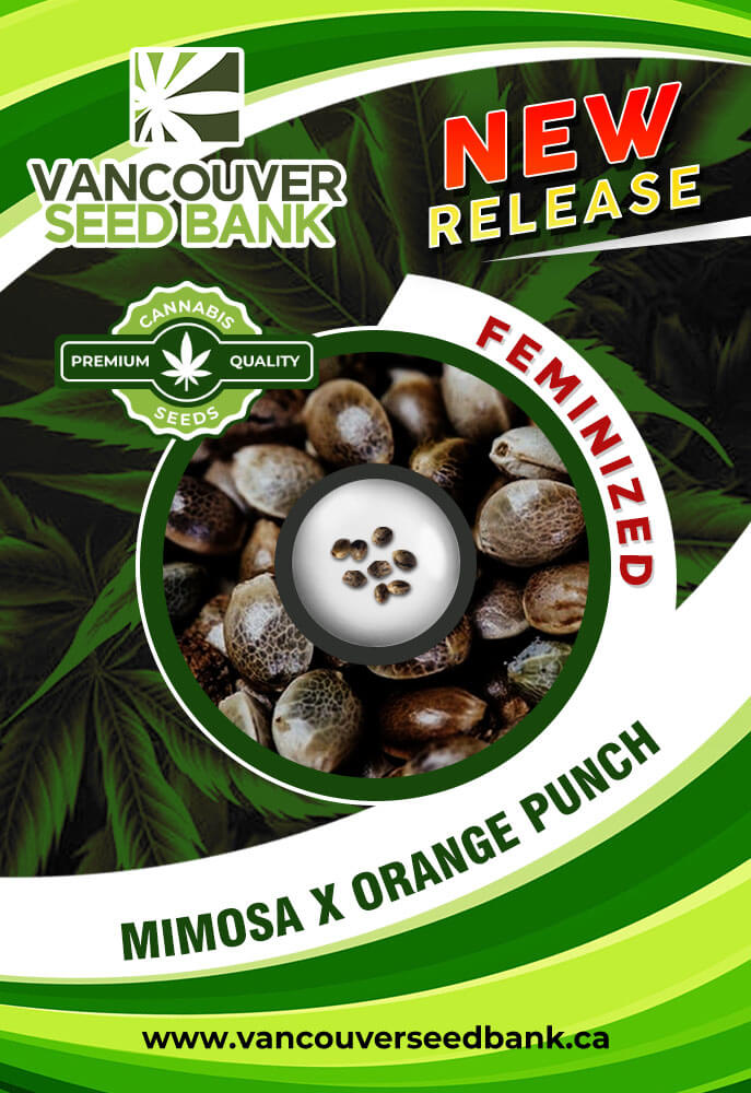Mimosa X Orange Punch Strain Feminized