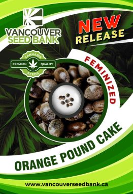 Orange Pound Cake Strain Feminized