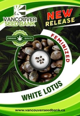 White Lotus Strain Feminized