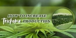 How to Increase Trichome Production