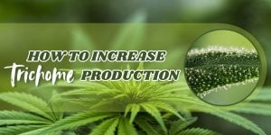 How to Increase Trichome Production