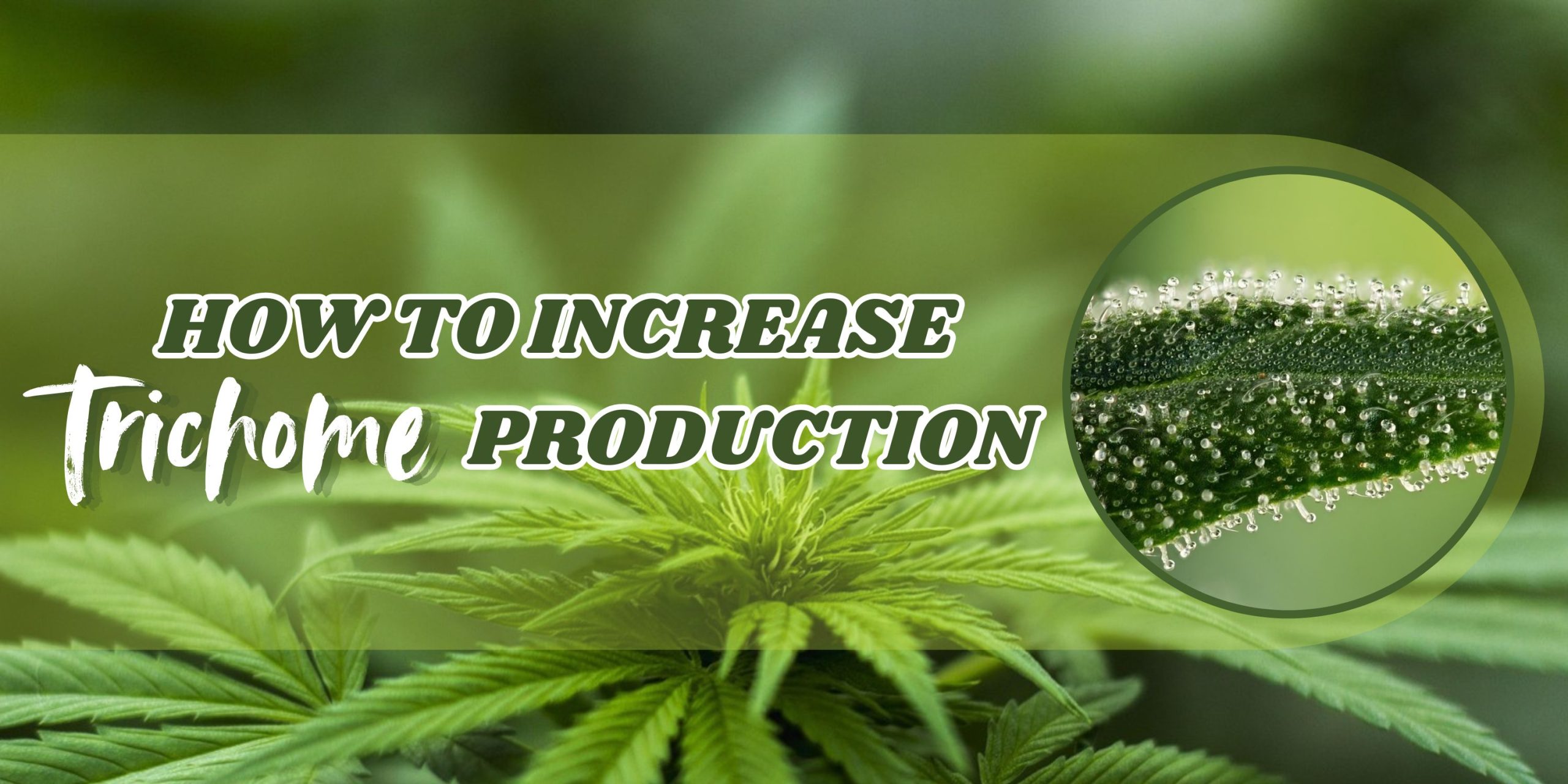 How to Increase Trichome Production