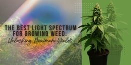 The Best Light Spectrum for Growing Weed_ Unlocking Maximum Yields