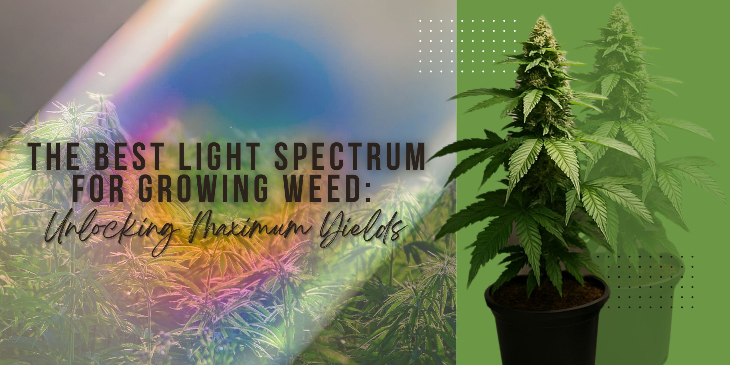The Best Light Spectrum for Growing Weed_ Unlocking Maximum Yields
