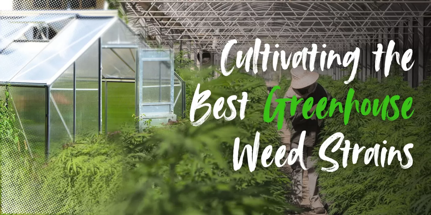 Cultivating the Best Greenhouse Weed Strains