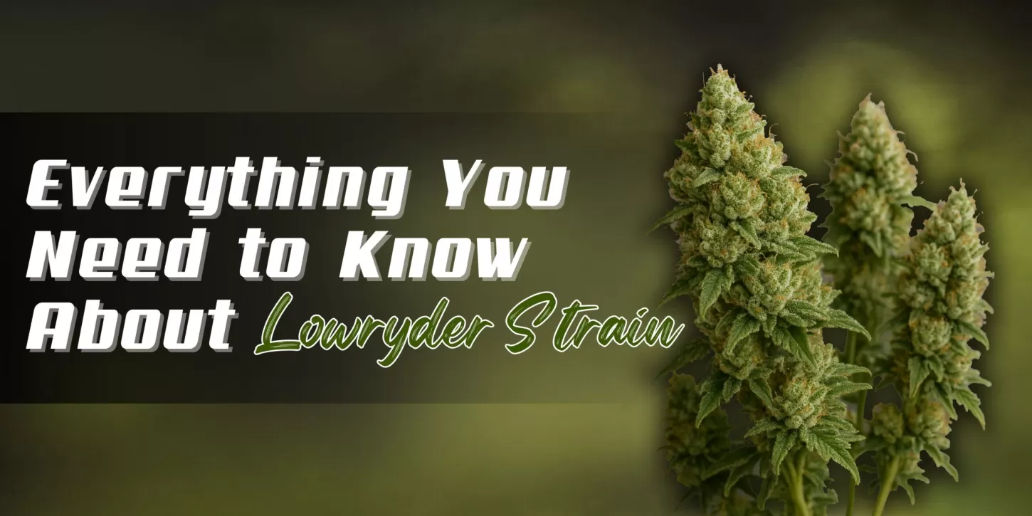 Everything You Need to Know About Lowryder Strains