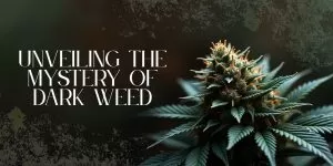 Unveiling the Mystery of Dark Weed