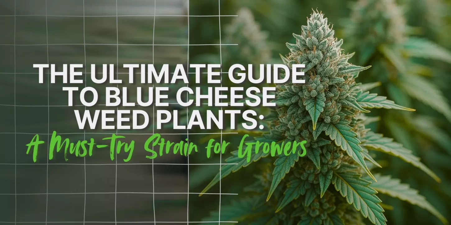 The Ultimate Guide to Blue Cheese Weed Plants: A Must-Try Strain for Growers