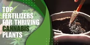 Top Fertilizers for Thriving Cannabis Plants