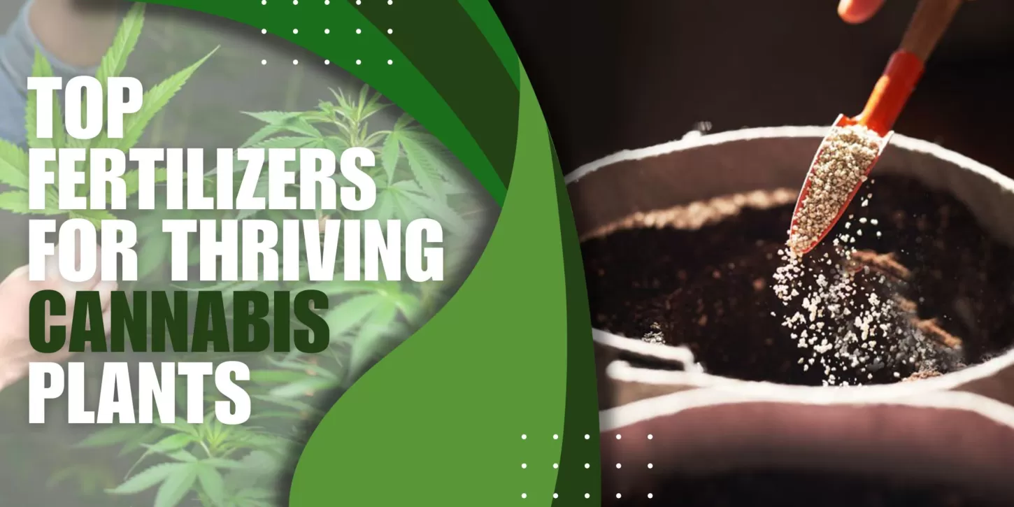 Top Fertilizers for Thriving Cannabis Plants