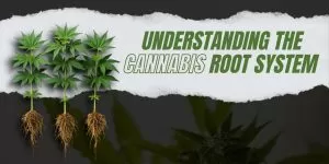Understanding the Cannabis Root System
