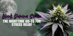 Black Domina Strain: The Nighttime Go-To for Stress Relief