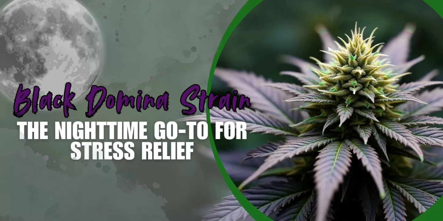 Black Domina Strain: The Nighttime Go-To for Stress Relief