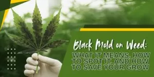 Black Mold on Weed: What It Means, How to Spot It, and How to Save Your Grow