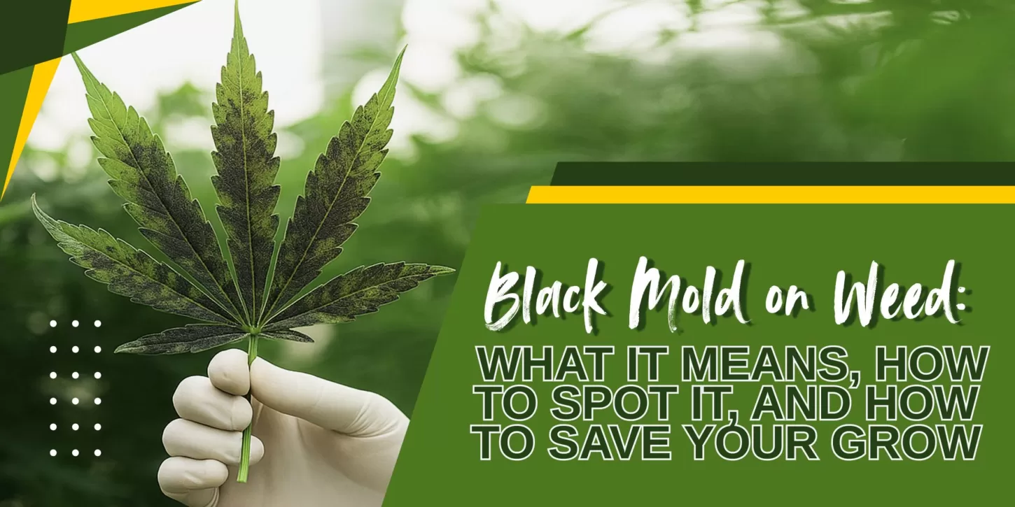 Black Mold on Weed: What It Means, How to Spot It, and How to Save Your Grow
