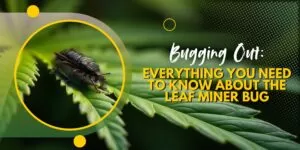 Bugging Out: Everything You Need to Know About the Leaf Miner Bug