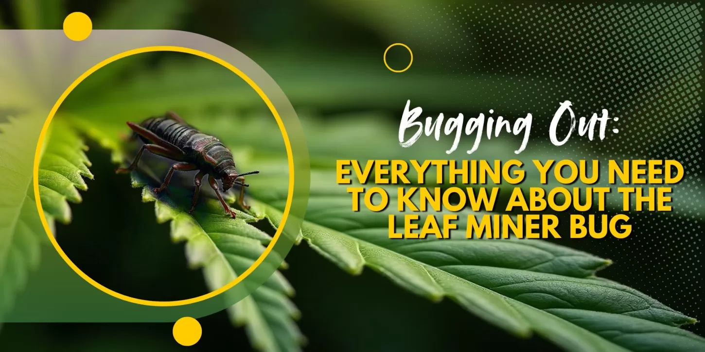 Bugging Out: Everything You Need to Know About the Leaf Miner Bug
