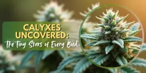 Calyxes Uncovered: The Tiny Stars of Every Bud