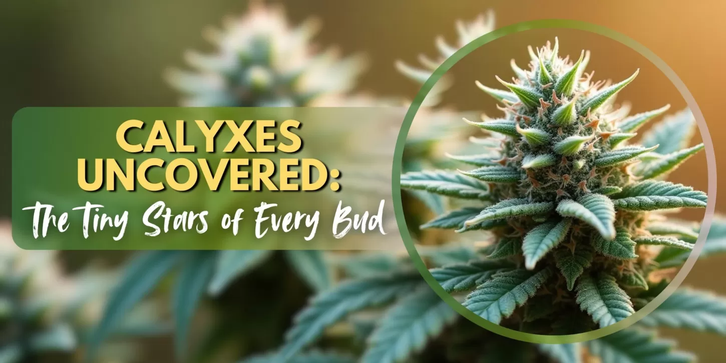Calyxes Uncovered: The Tiny Stars of Every Bud
