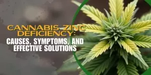 Cannabis Zinc Deficiency: Causes, Symptoms, and Effective Solutions