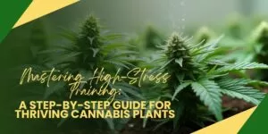 Mastering High-Stress Training: A Step-by-Step Guide for Thriving Cannabis Plants