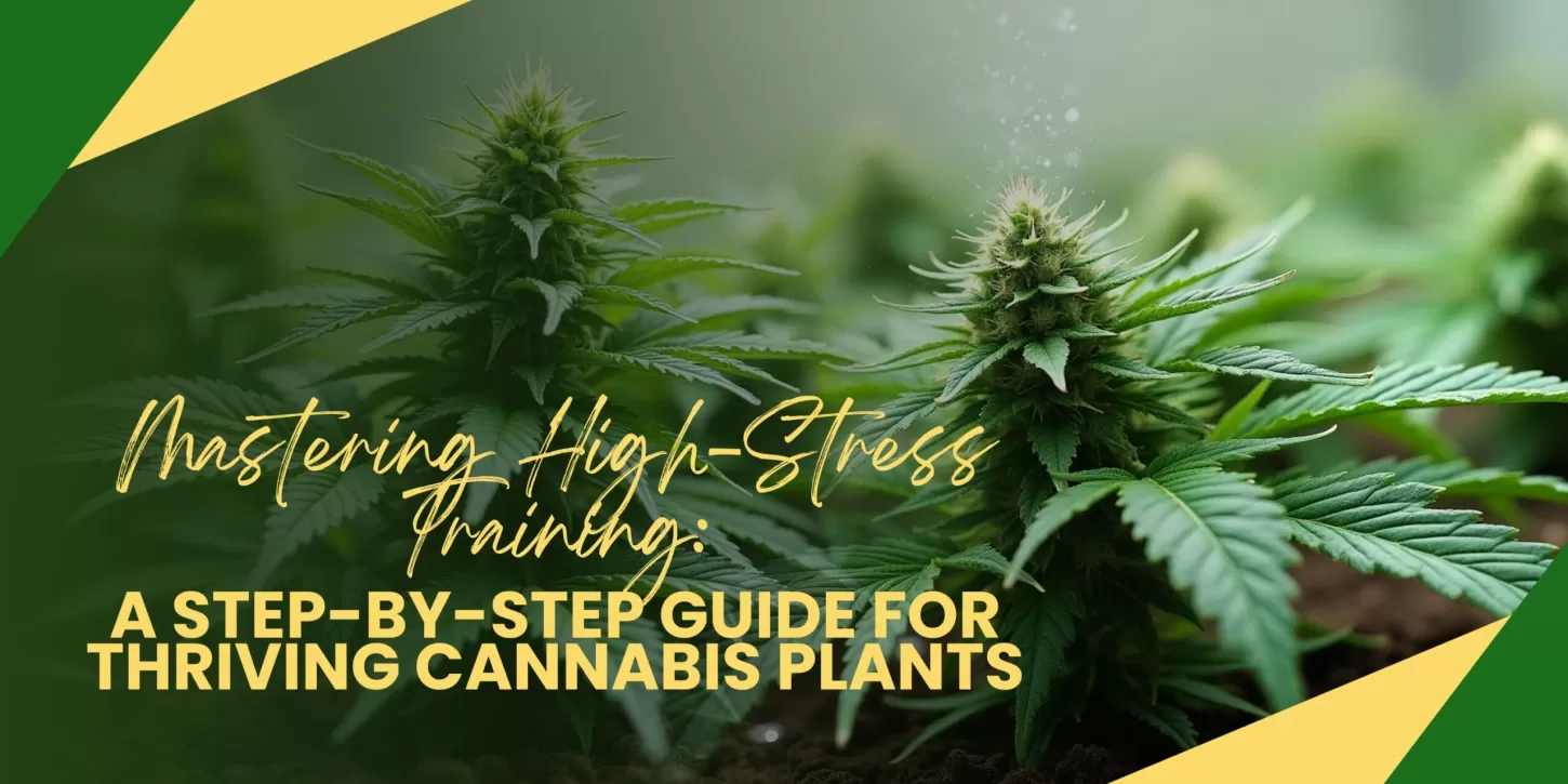 Mastering High-Stress Training: A Step-by-Step Guide for Thriving Cannabis Plants