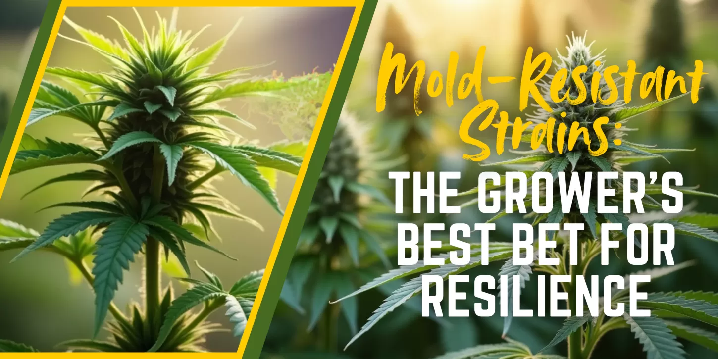 Mold-Resistant Strains: The Grower's Best Bet for Resilience