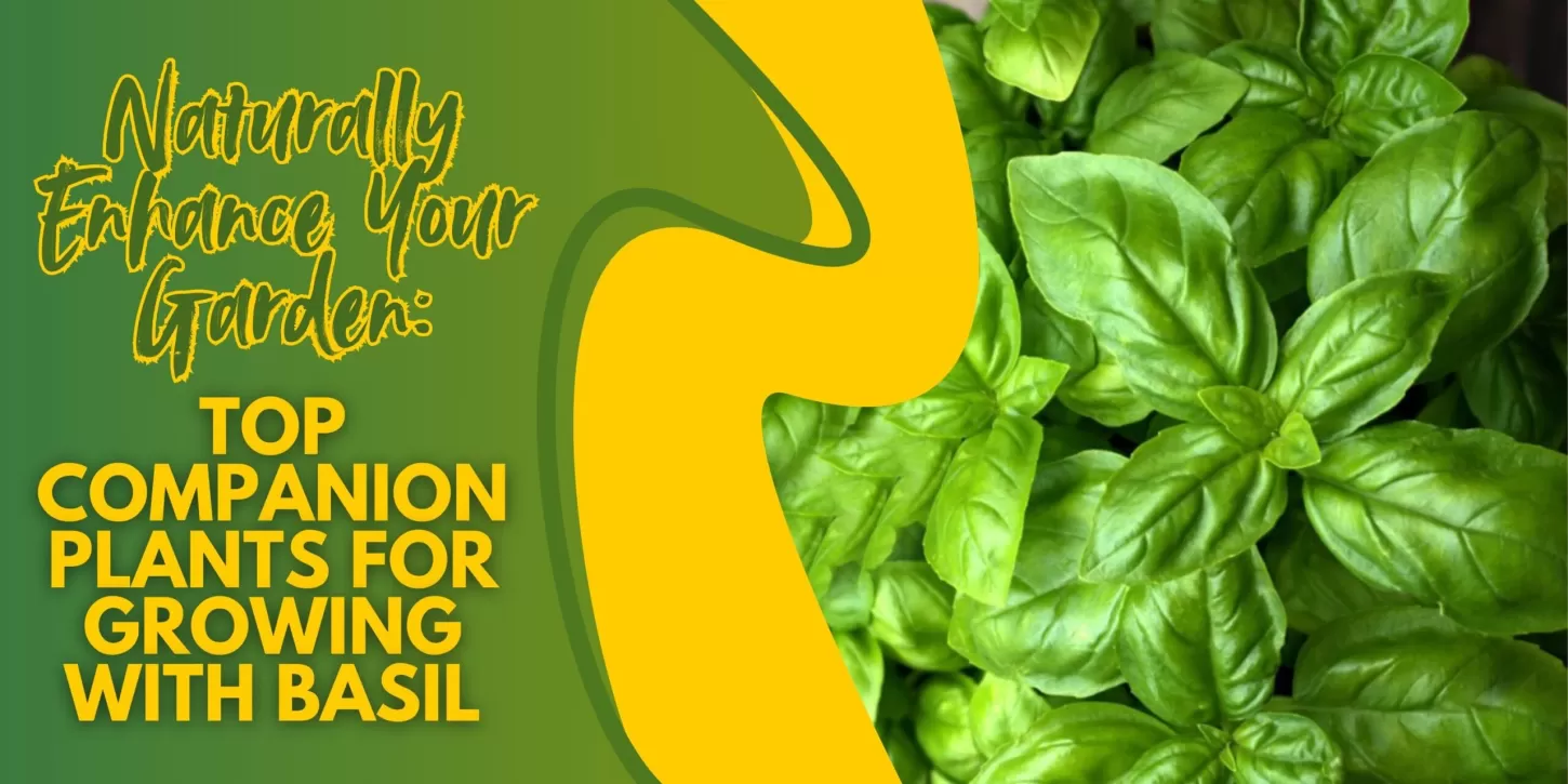 Naturally Enhance Your Garden: Top Companion Plants for Growing with Basil