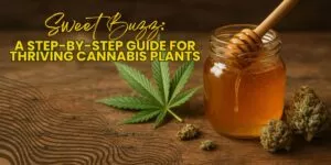 Sweet Buzz: Uncover the Wonder of Marijuana Honey